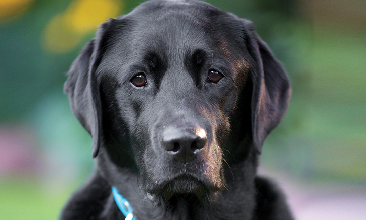 Canine Infectious Respiratory Disease Complex: Pathogens, Risk